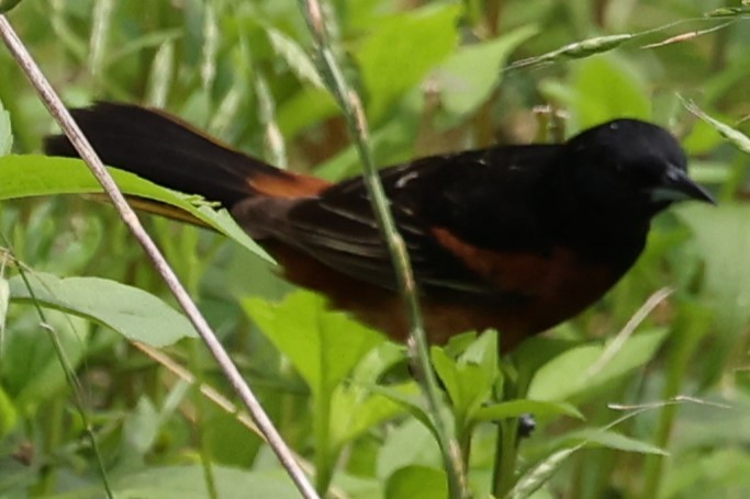 Orchard Oriole - ML619851685