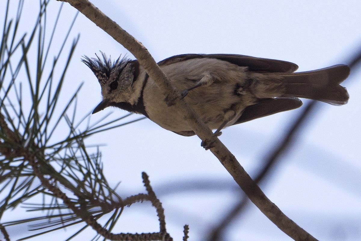 Crested Tit - ML619851697
