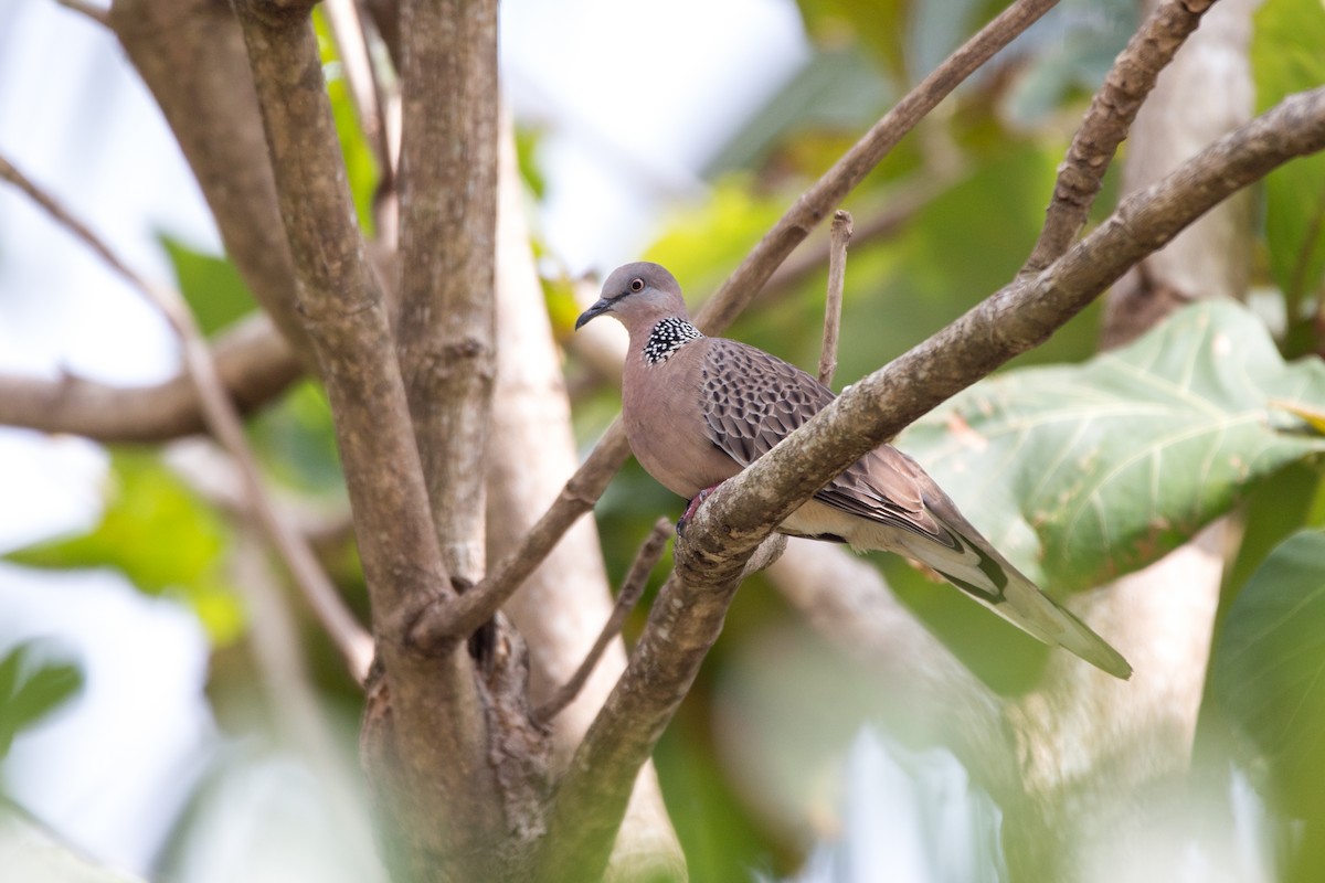 Spotted Dove - ML619851700