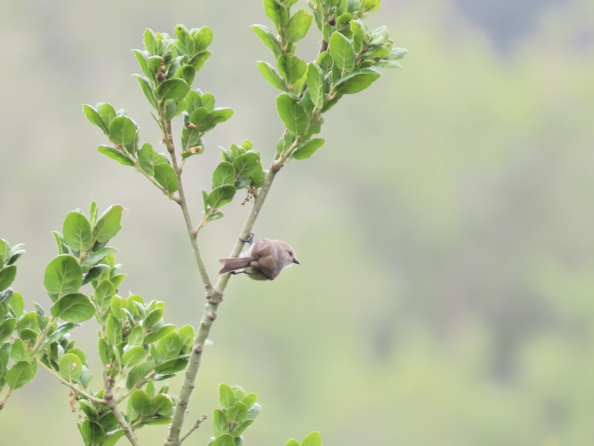 Bushtit (Pacific) - ML619851730