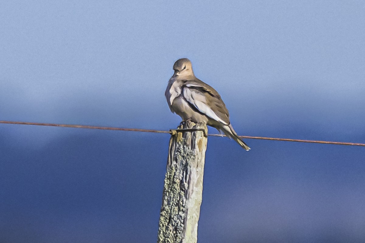 Picui Ground Dove - ML619851762