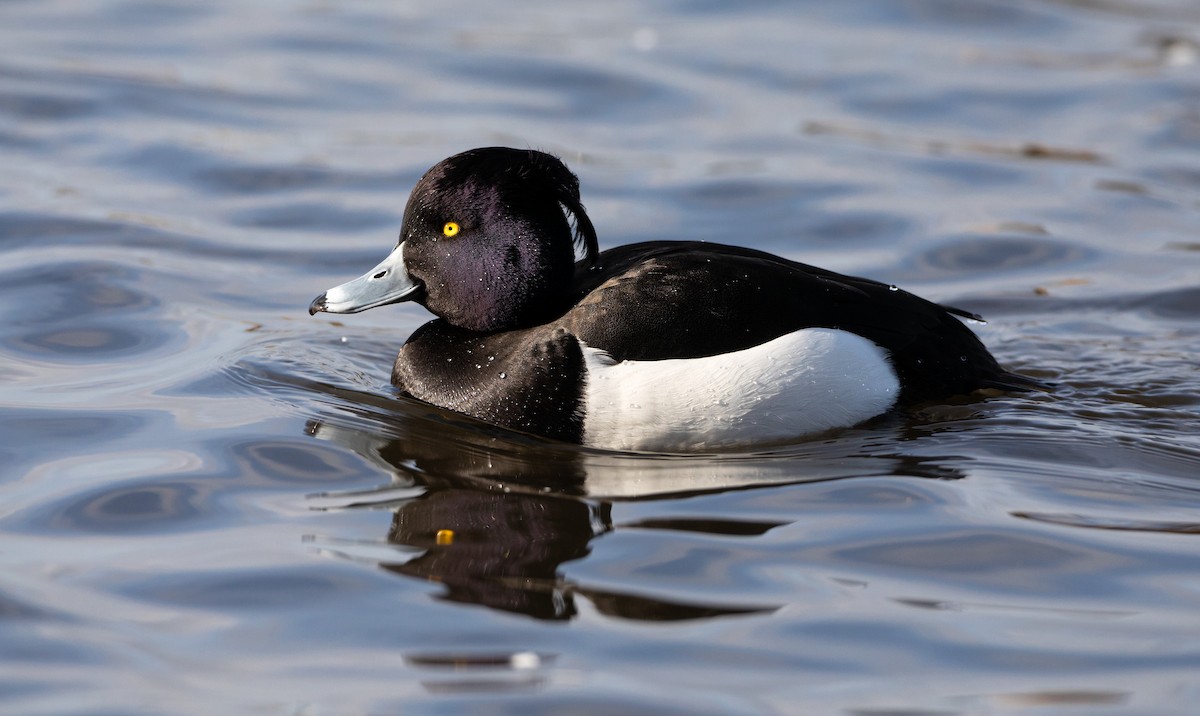 Tufted Duck - ML619851778