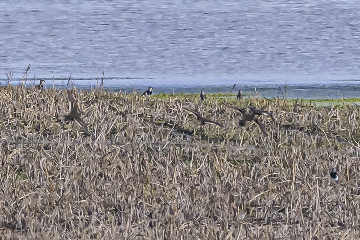 Southern Lapwing - ML619851780