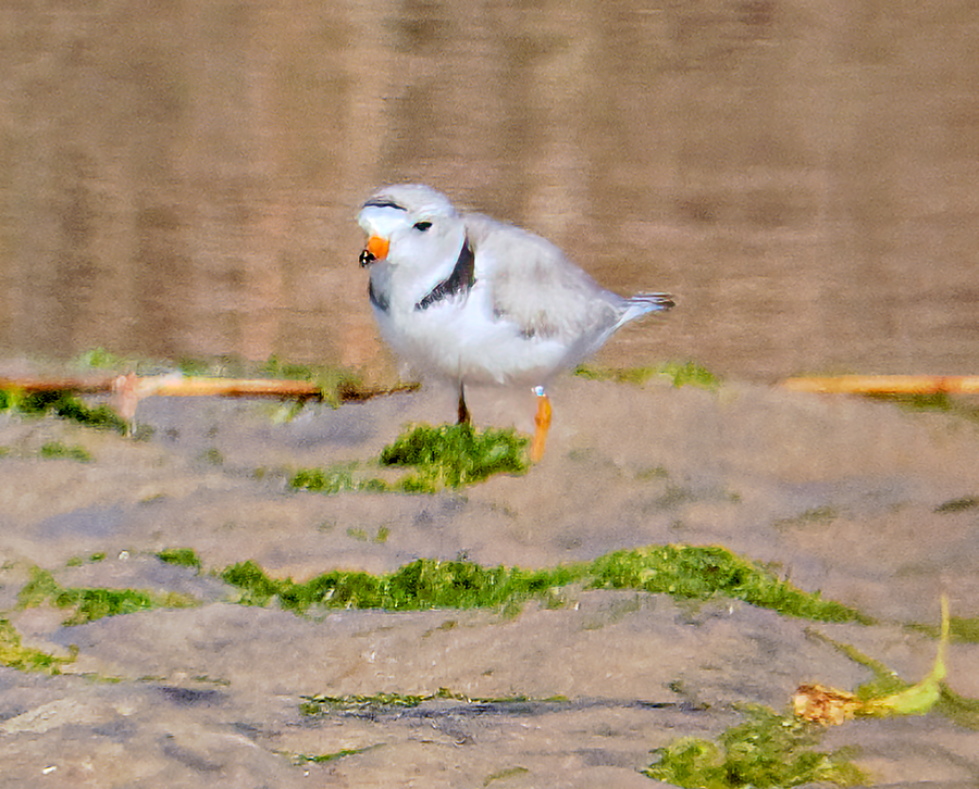 Piping Plover - ML619851811