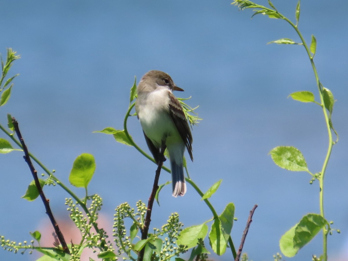 Willow Flycatcher - ML619851815