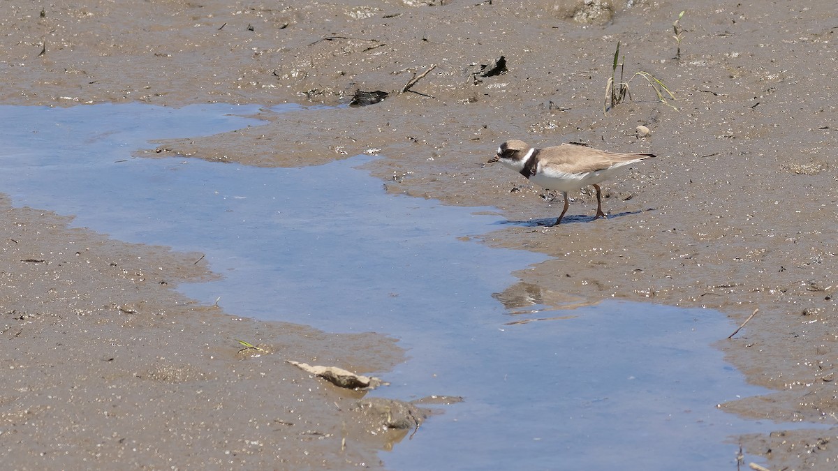 Semipalmated Plover - ML619851820