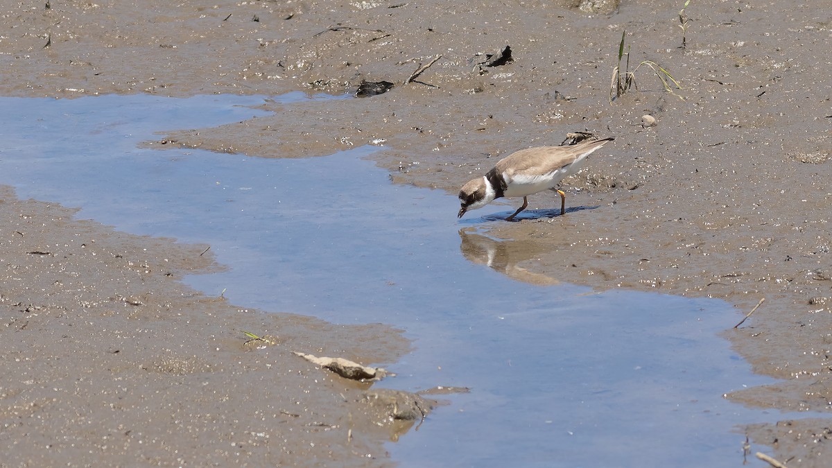 Semipalmated Plover - ML619851824