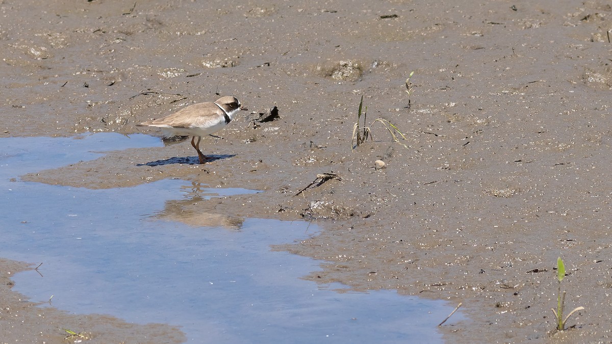 Semipalmated Plover - ML619851825