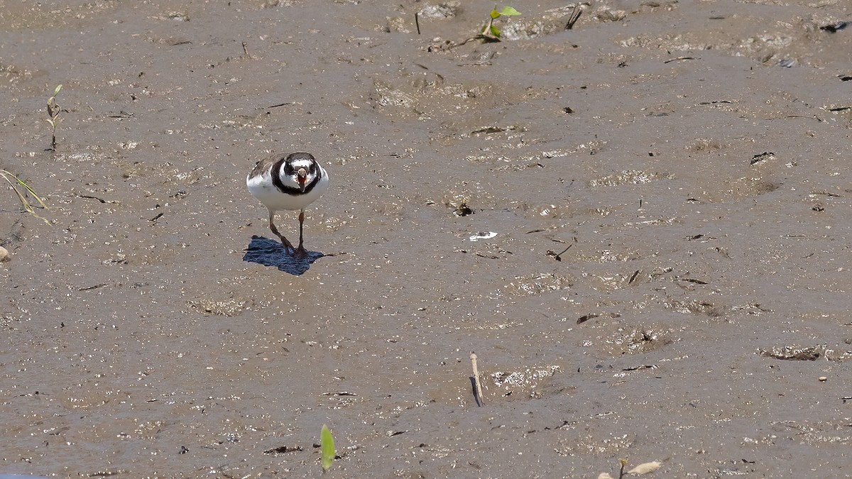 Semipalmated Plover - ML619851826