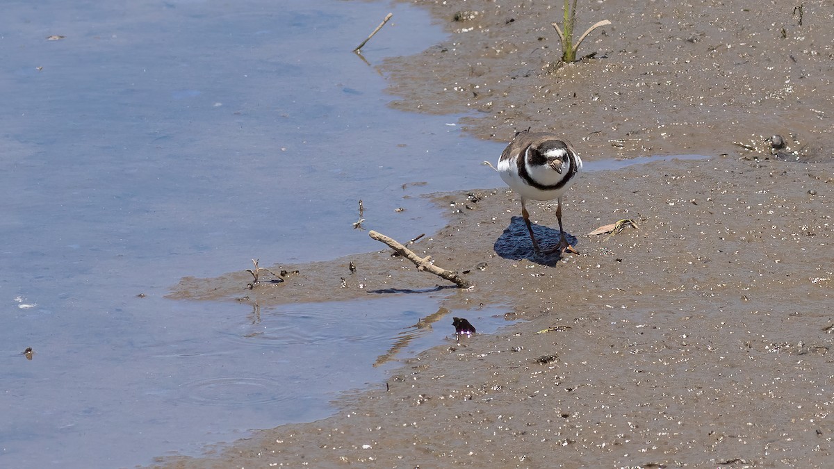 Semipalmated Plover - ML619851833
