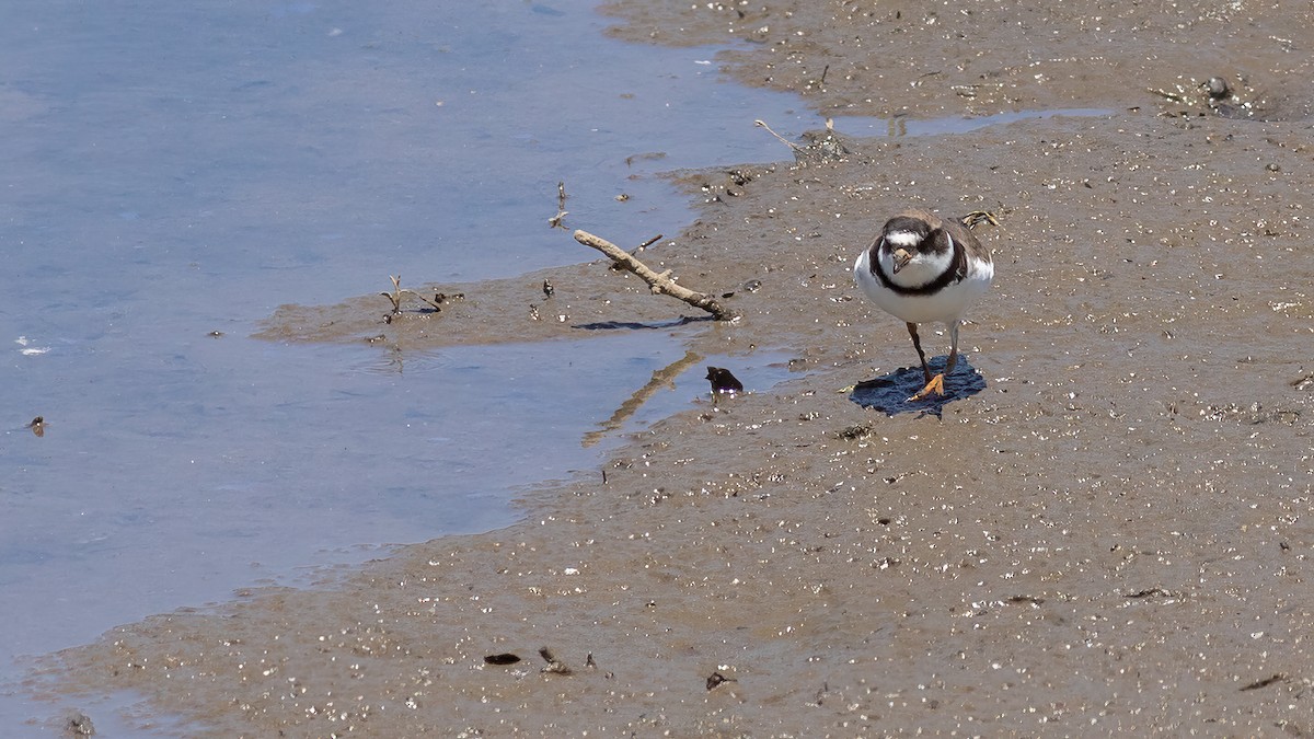 Semipalmated Plover - ML619851834