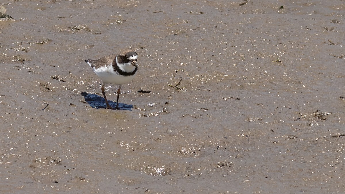 Semipalmated Plover - ML619851836