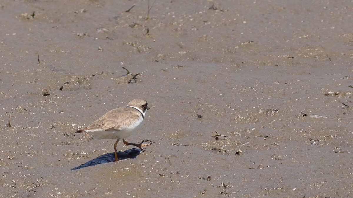 Semipalmated Plover - ML619851837