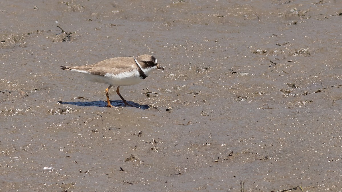 Semipalmated Plover - ML619851844