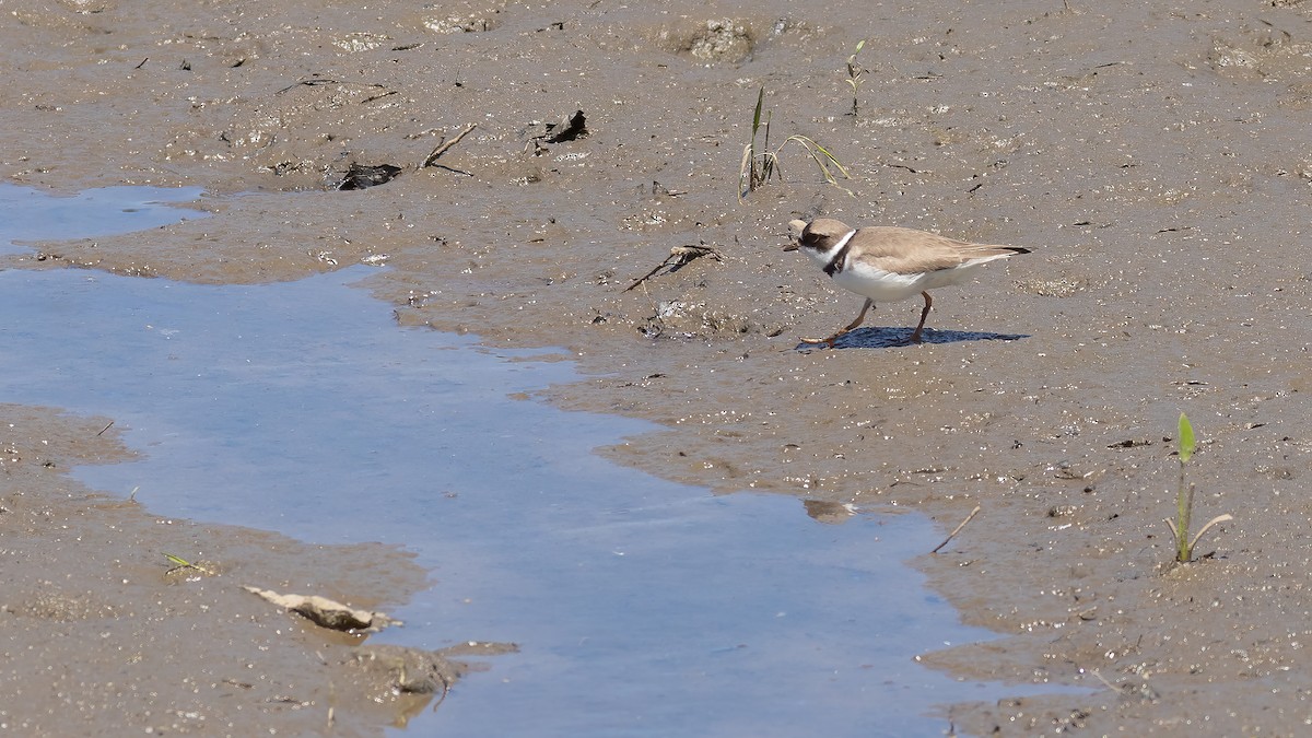 Semipalmated Plover - ML619851850