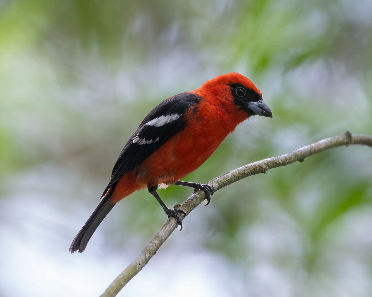 White-winged Tanager - ML619851855
