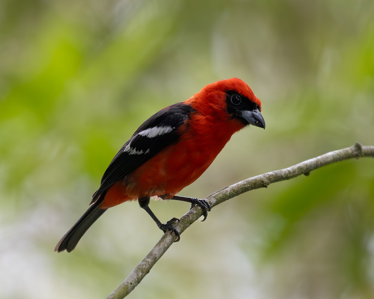 White-winged Tanager - ML619851856