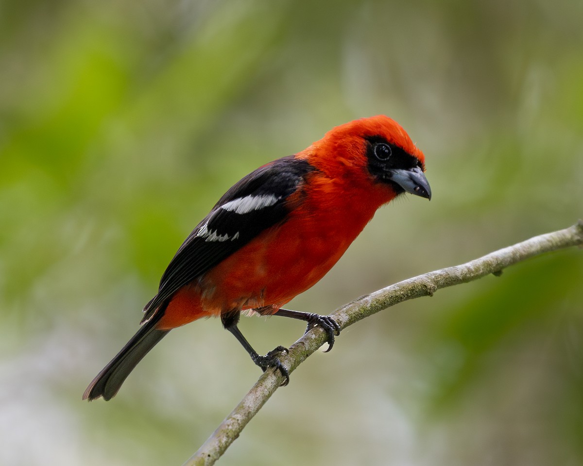 White-winged Tanager - ML619851857