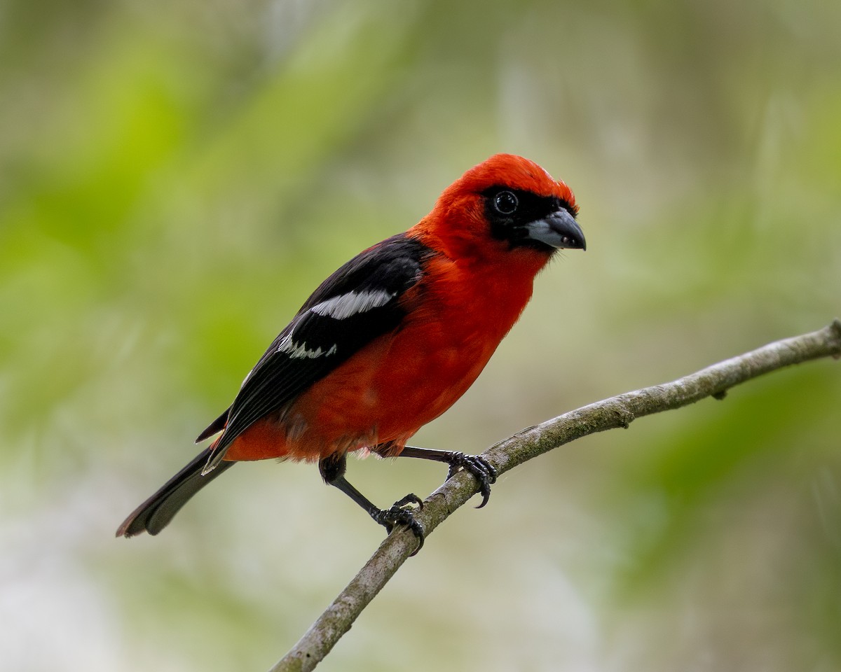 White-winged Tanager - ML619851858