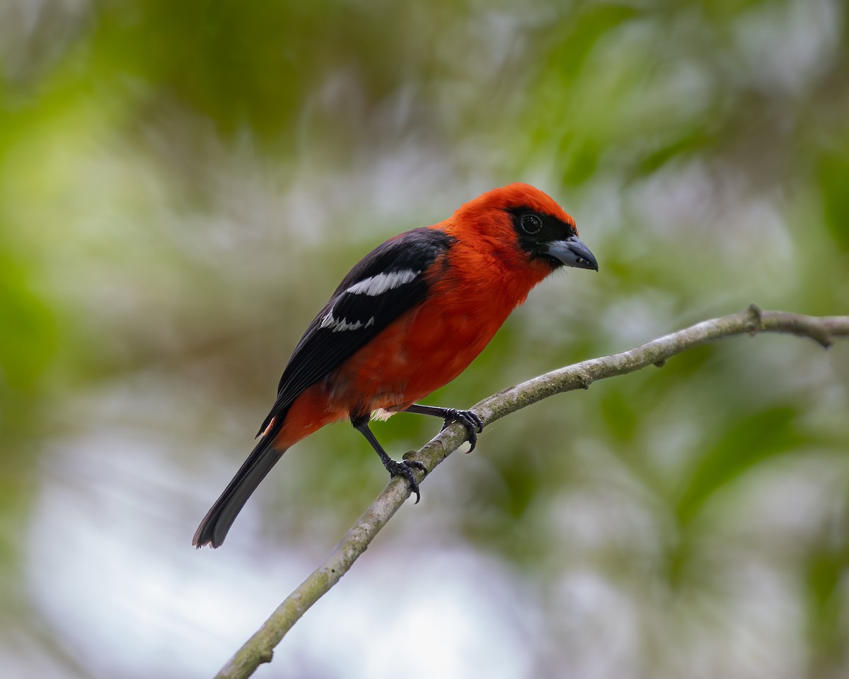 White-winged Tanager - ML619851859