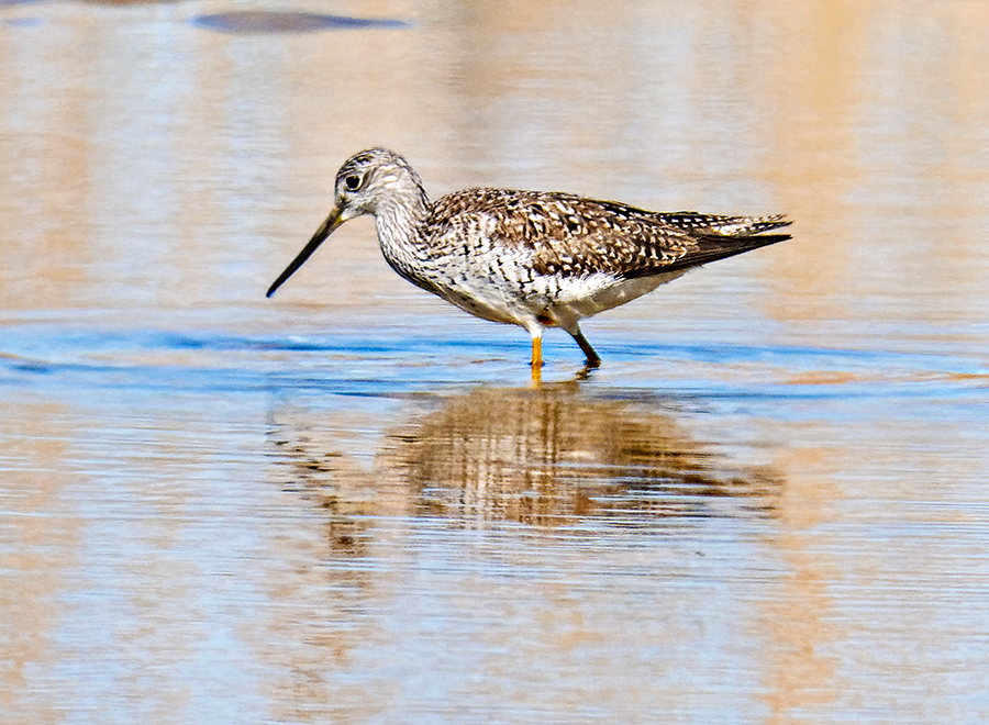 Greater Yellowlegs - ML619851893