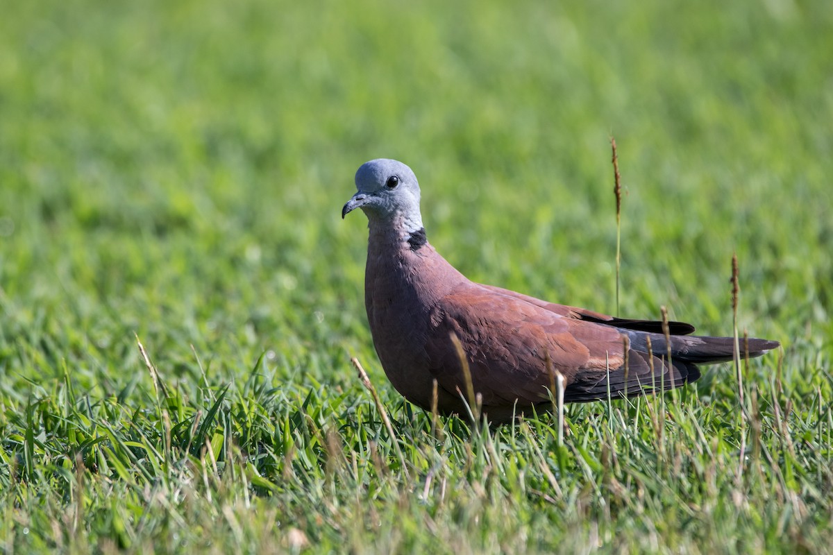 Red Collared-Dove - ML619851894