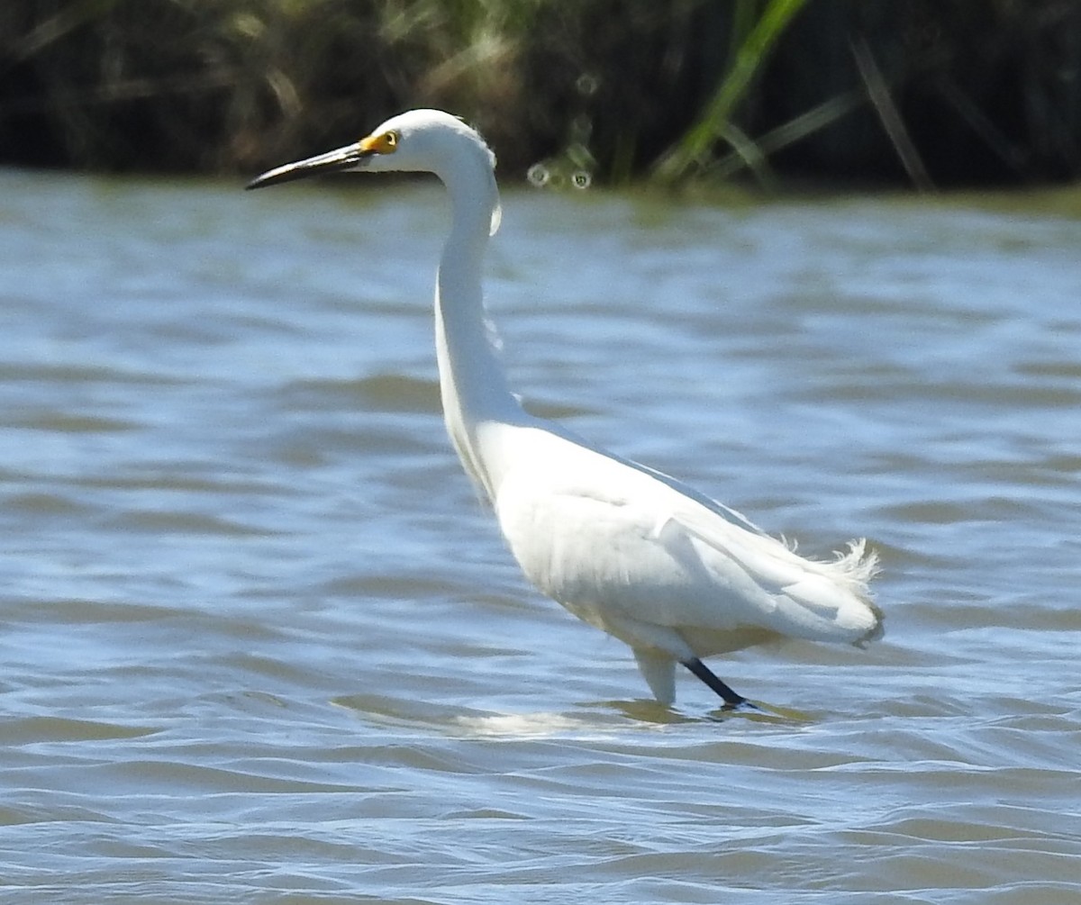 Snowy Egret - ML619851901