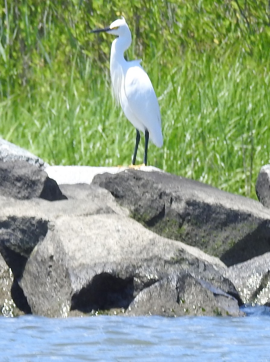 Snowy Egret - ML619851902