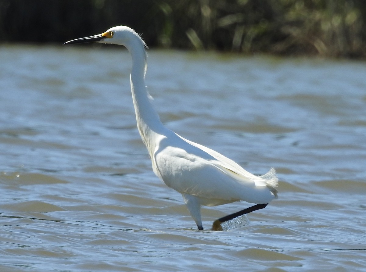 Snowy Egret - ML619851903