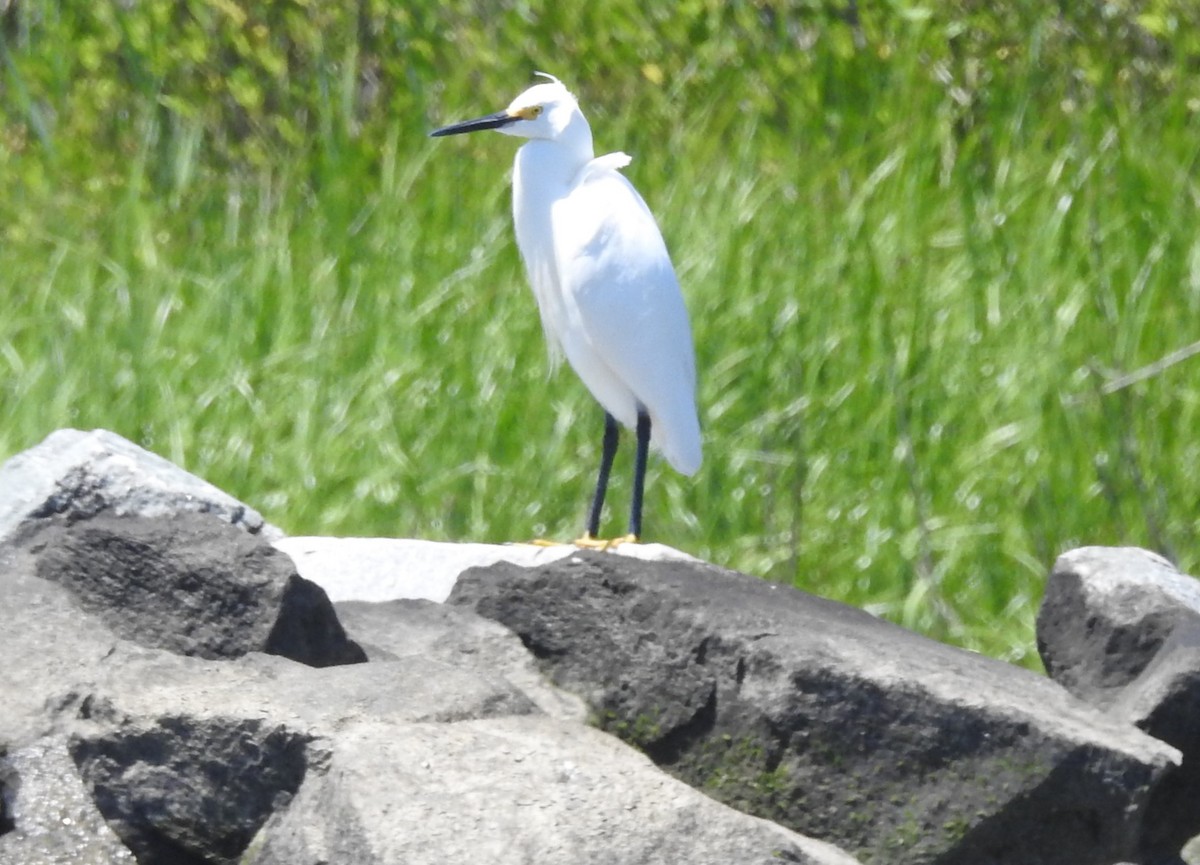 Snowy Egret - ML619851904