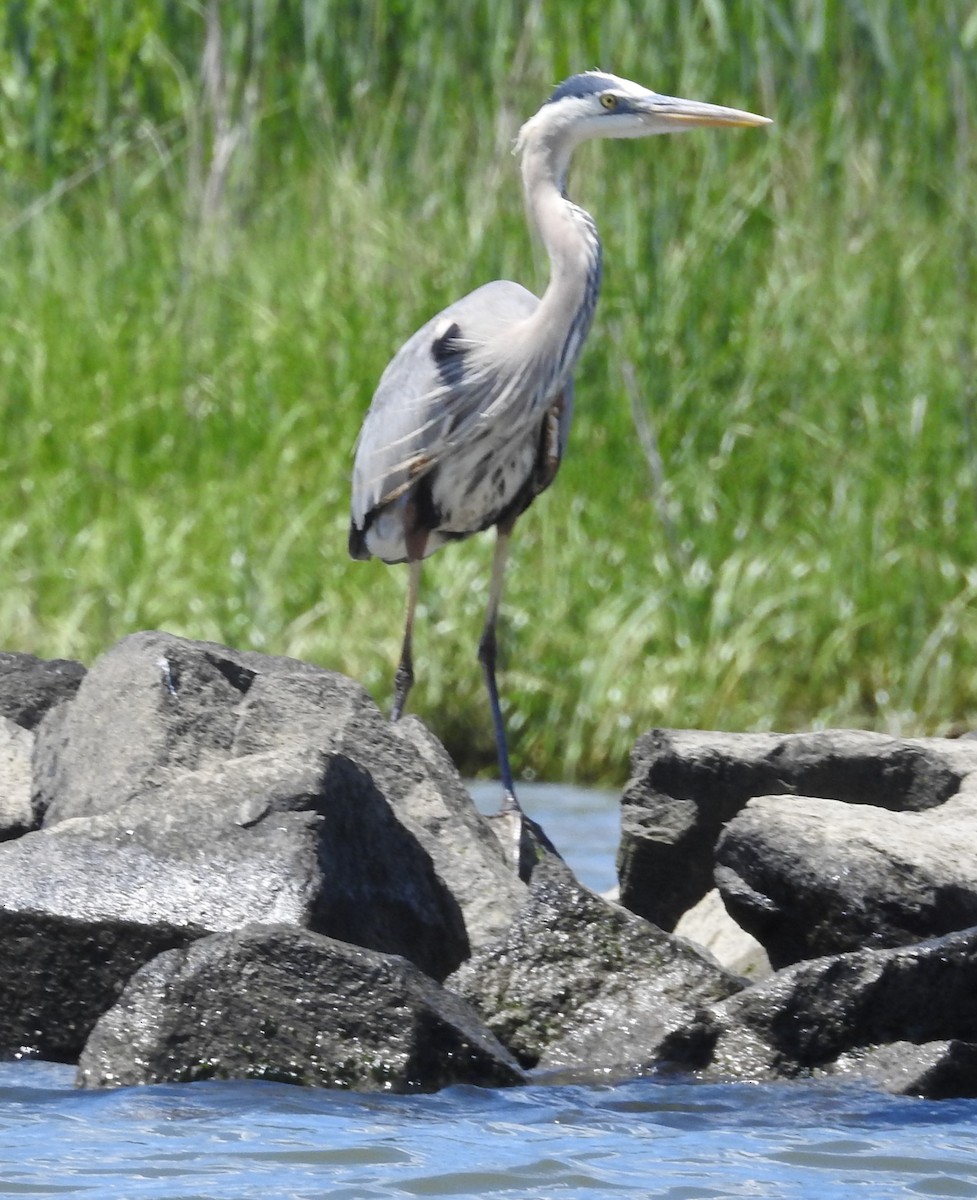 Great Blue Heron - ML619851912