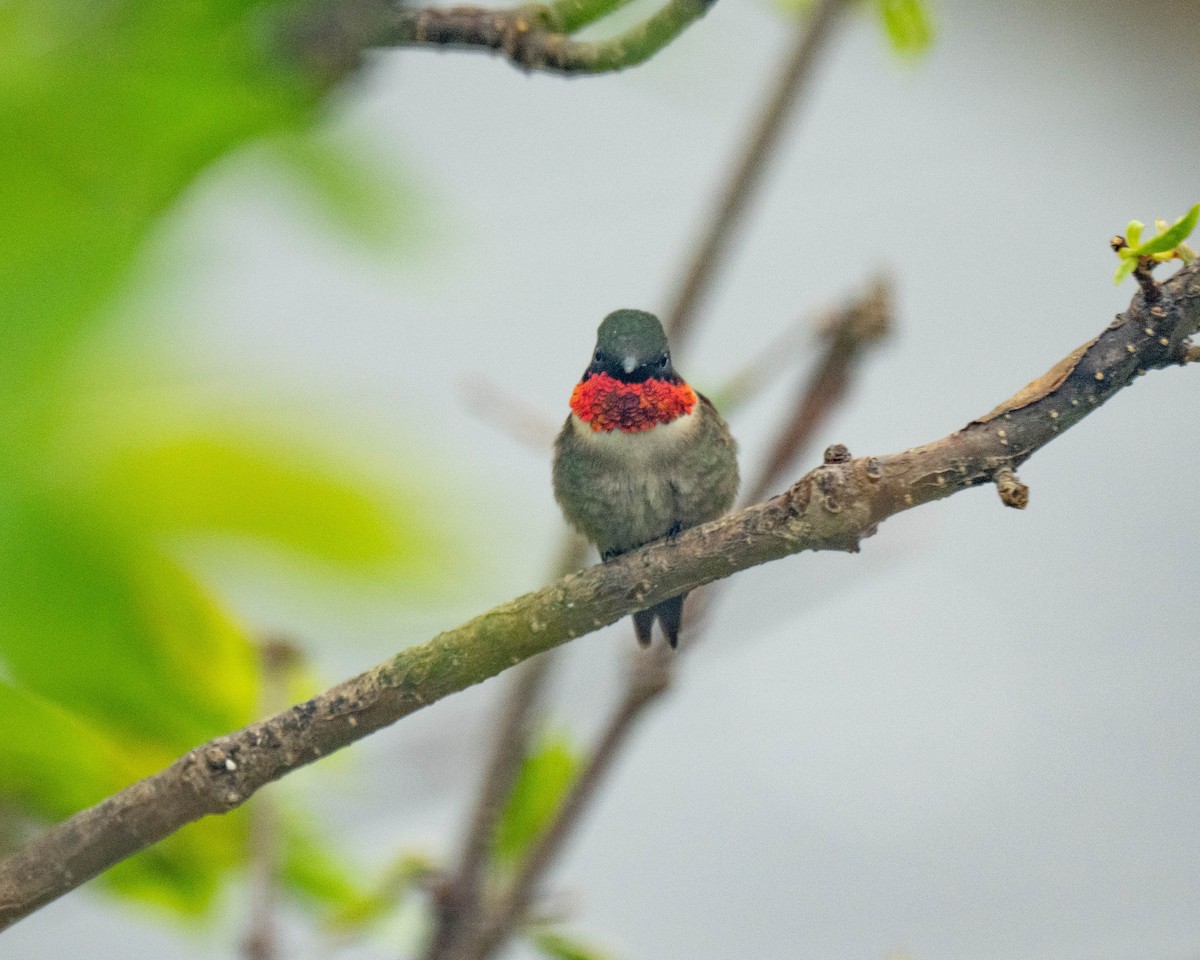 Ruby-throated Hummingbird - ML619851913