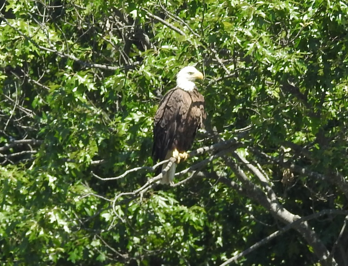 Bald Eagle - ML619851921