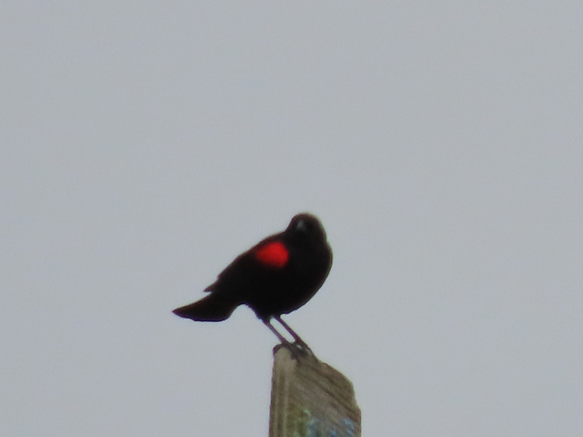 Red-winged Blackbird - ML619851925