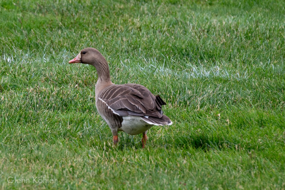 Domestic goose sp. (Domestic type) - ML619851927