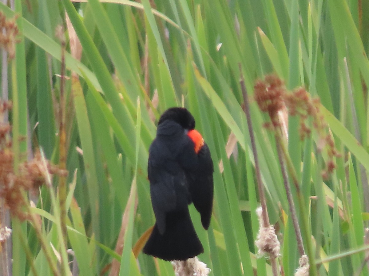 Red-winged Blackbird - ML619851928