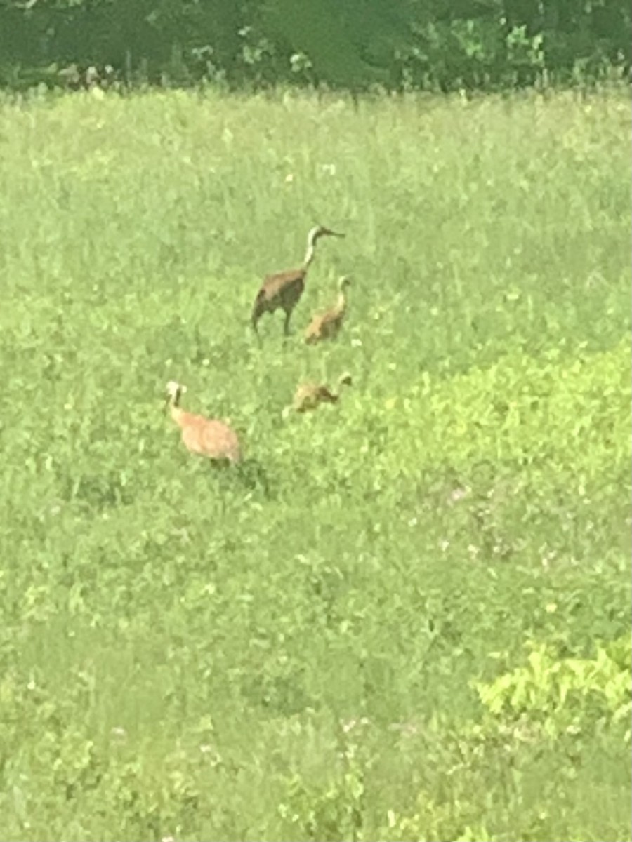 Sandhill Crane - ML619851929