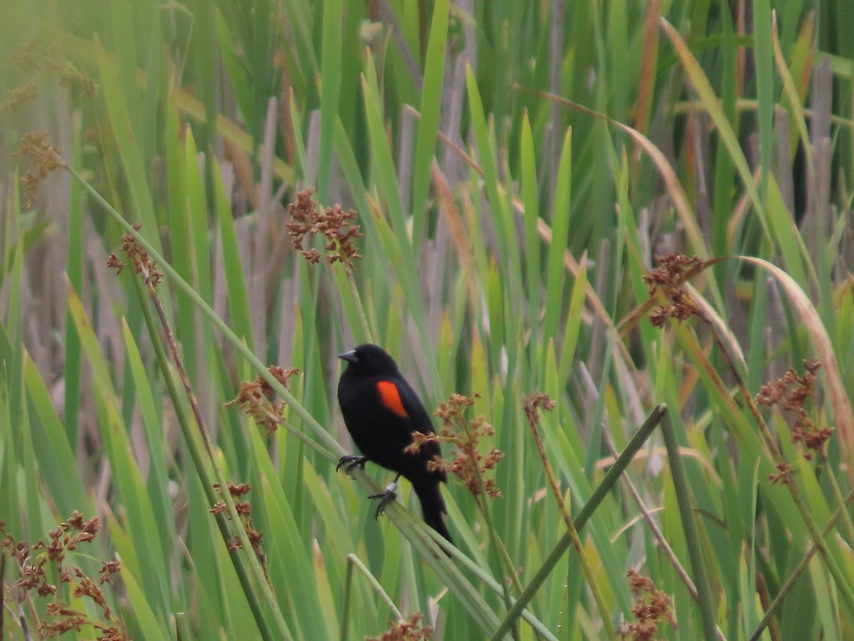Red-winged Blackbird - ML619851931