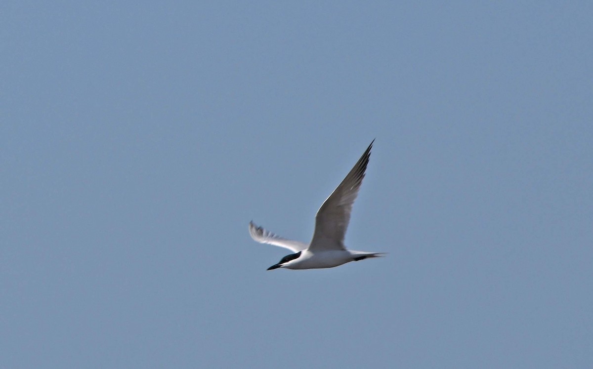 Gull-billed Tern - ML619851941