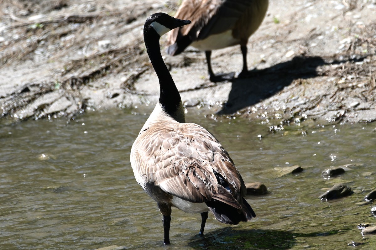 Canada Goose - ML619851973