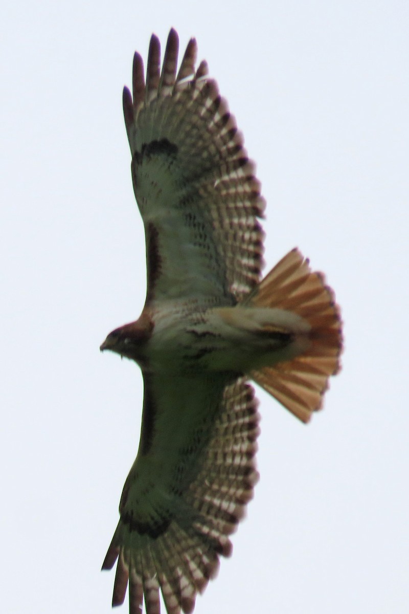 Red-tailed Hawk - ML619851974