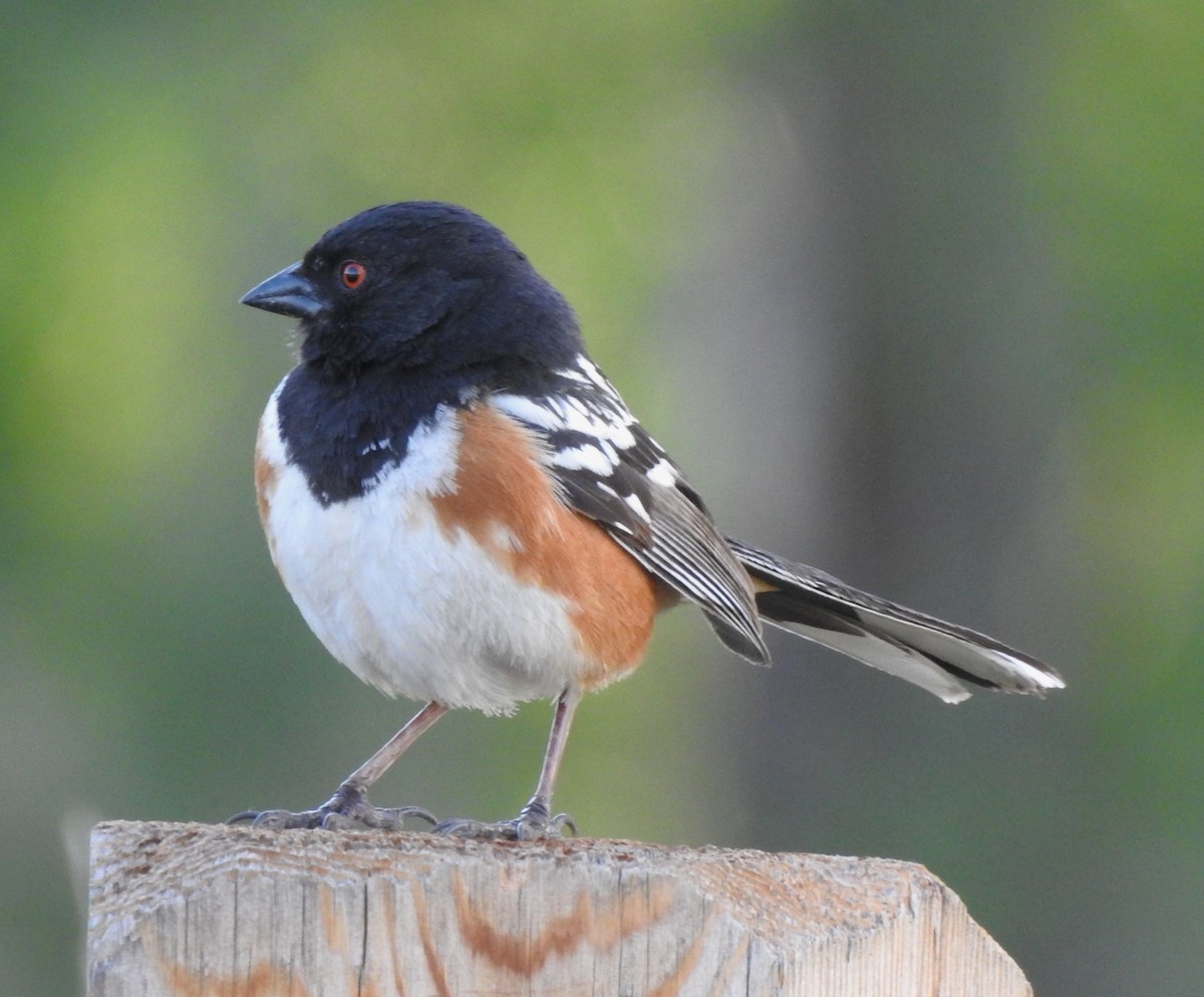 Spotted Towhee - ML619851993