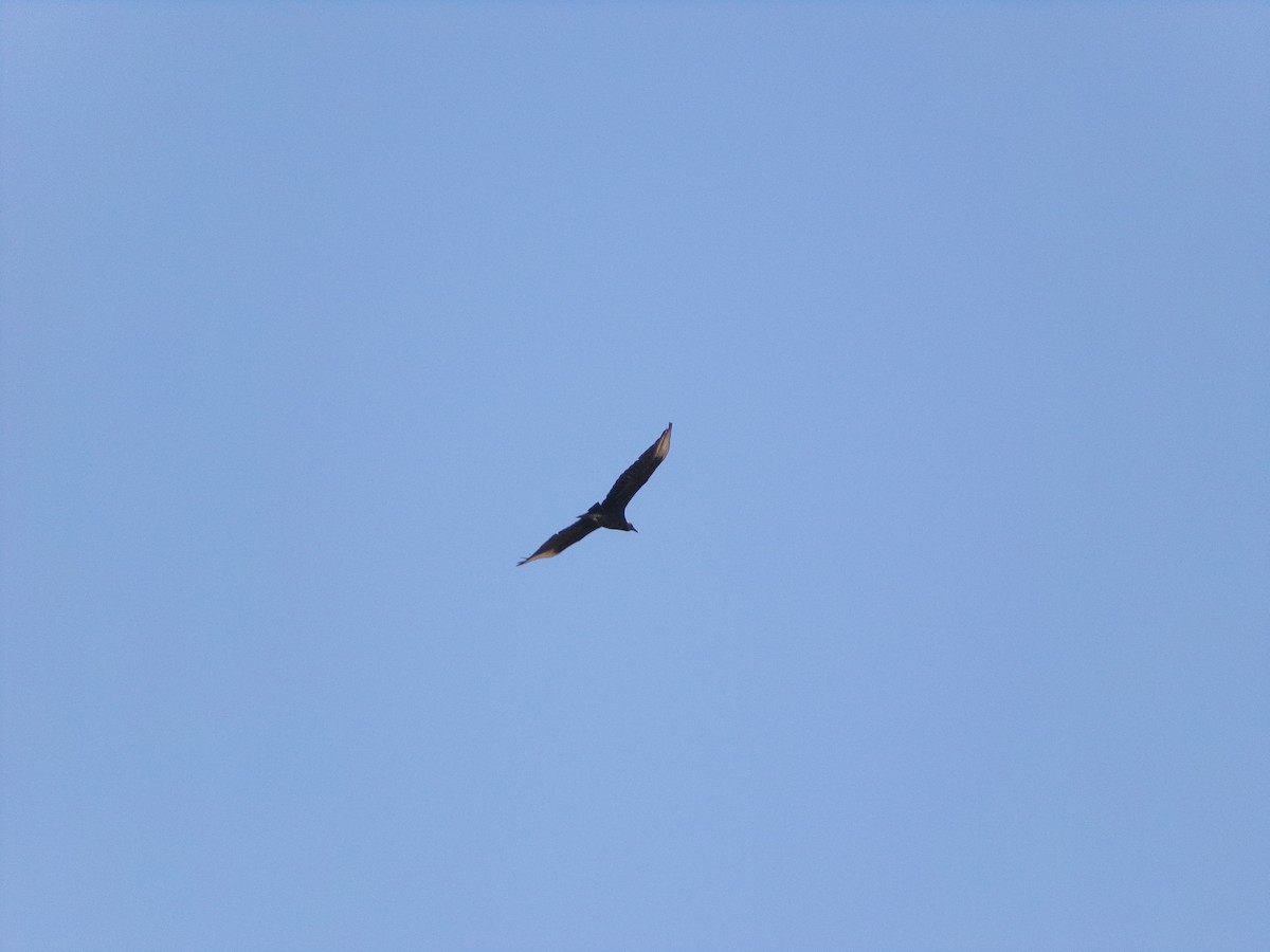 Black Vulture - ML619852008