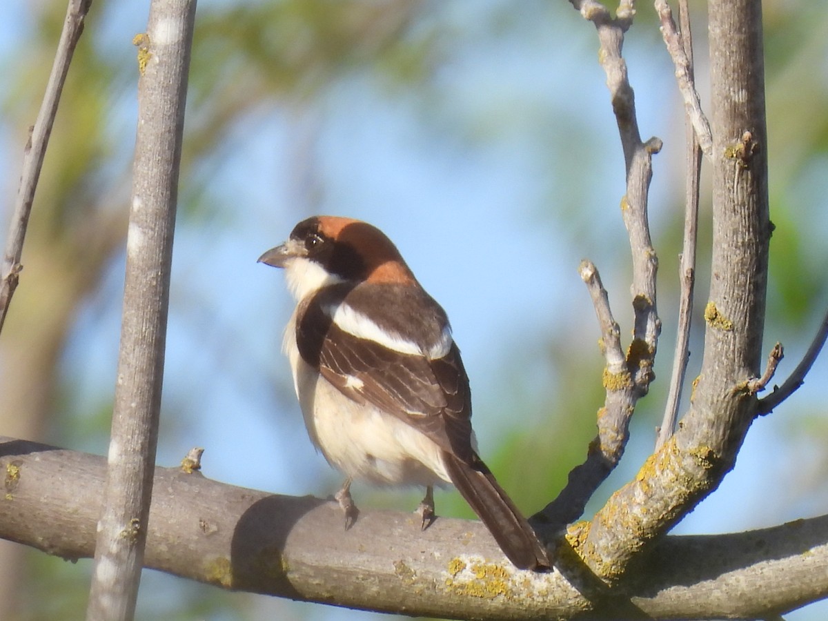 Woodchat Shrike - Miguel Ángel  Pardo Baeza