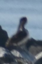 Brown Pelican - Sally Anderson