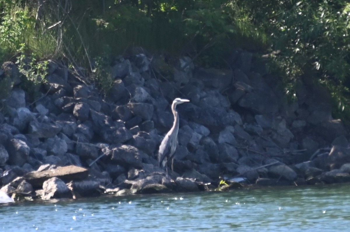 Great Blue Heron - ML619852027