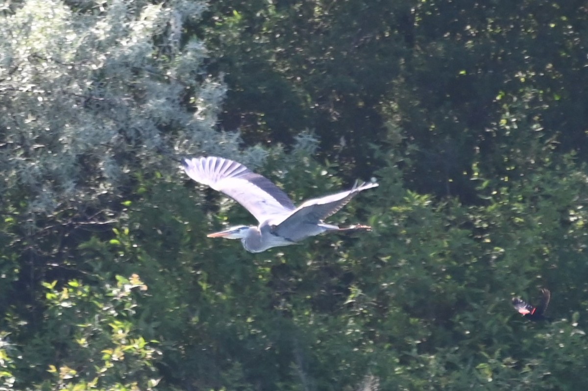 Great Blue Heron - ML619852028