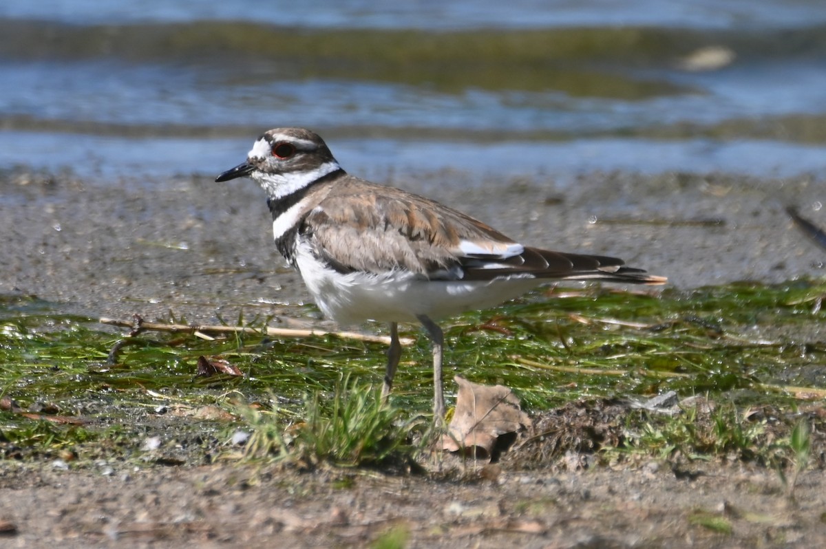 Killdeer - ML619852050