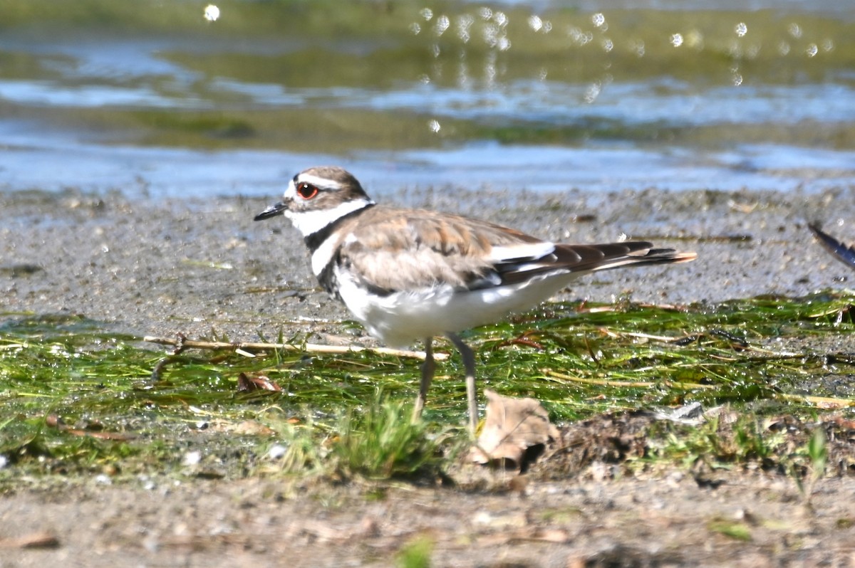 Killdeer - ML619852052