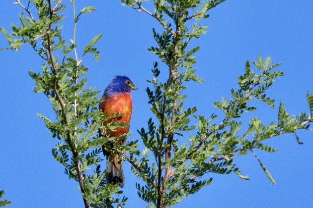 Painted Bunting - ML619852060